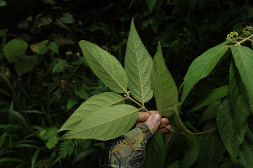 Callicarpa pedunculata