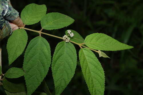 Callicarpa pedunculata