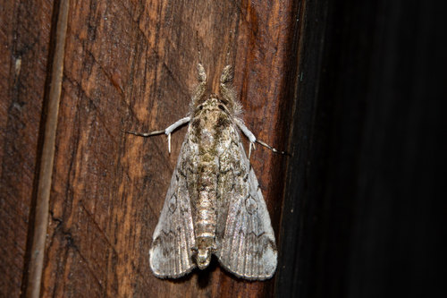 Genus Motya · iNaturalist