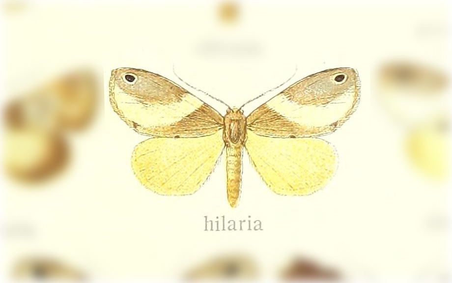 Cacyparis hylaria