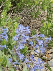 Penstemon cyananthus