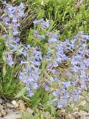 Penstemon cyananthus