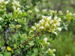 Baccharis patagonica, photograph (c) Cesar Ormazabal, some rights reserved (CC BY)