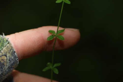 hairy bedstraw (Galium leptogonium)