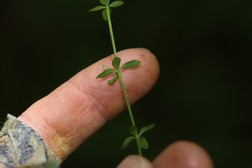 Image of Galium leptogonium by (c) Greg Tasney, some rights reserved (CC BY-SA)