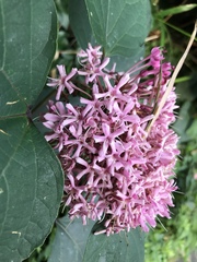 Clerodendrum bungei