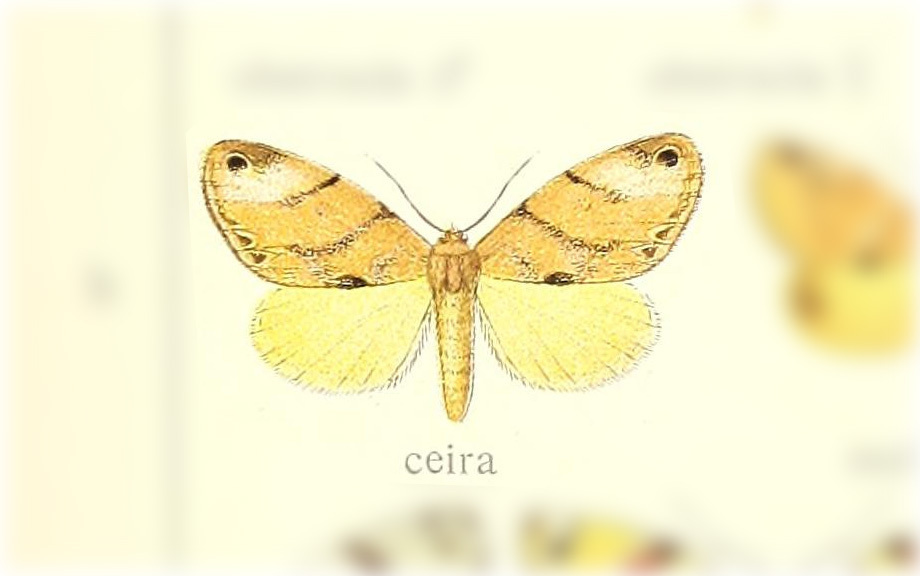 Cacyparis ceira