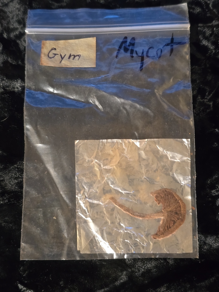Gymnopilus sp. 'FL01'
