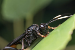 Protichneumon