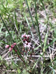 Lithophragma glabrum
