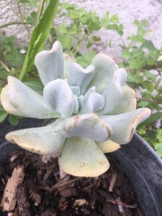Echeveria runyonii