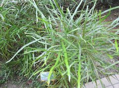 Muehlenbeckia platyclada