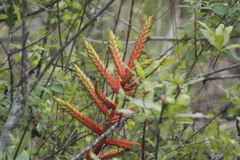Tillandsia langlasseana