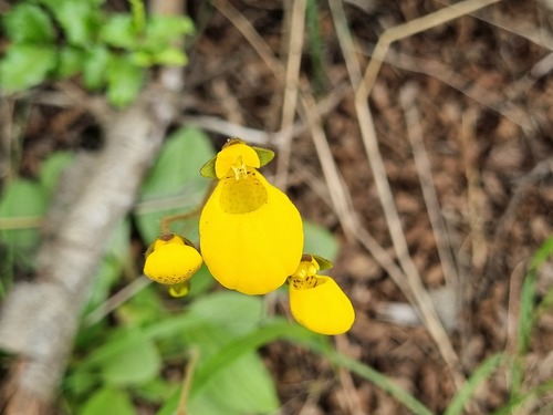 Calceolaria biflora, photograph 6