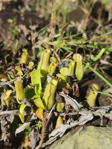 Slender Pitcher-Plant