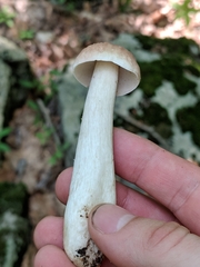 Boletus nobilis