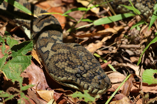 Coastal Carpet Python sighting