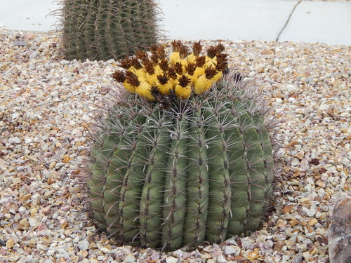 Ferocactus wislizeni