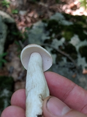 Boletus nobilis