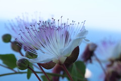 Capparis