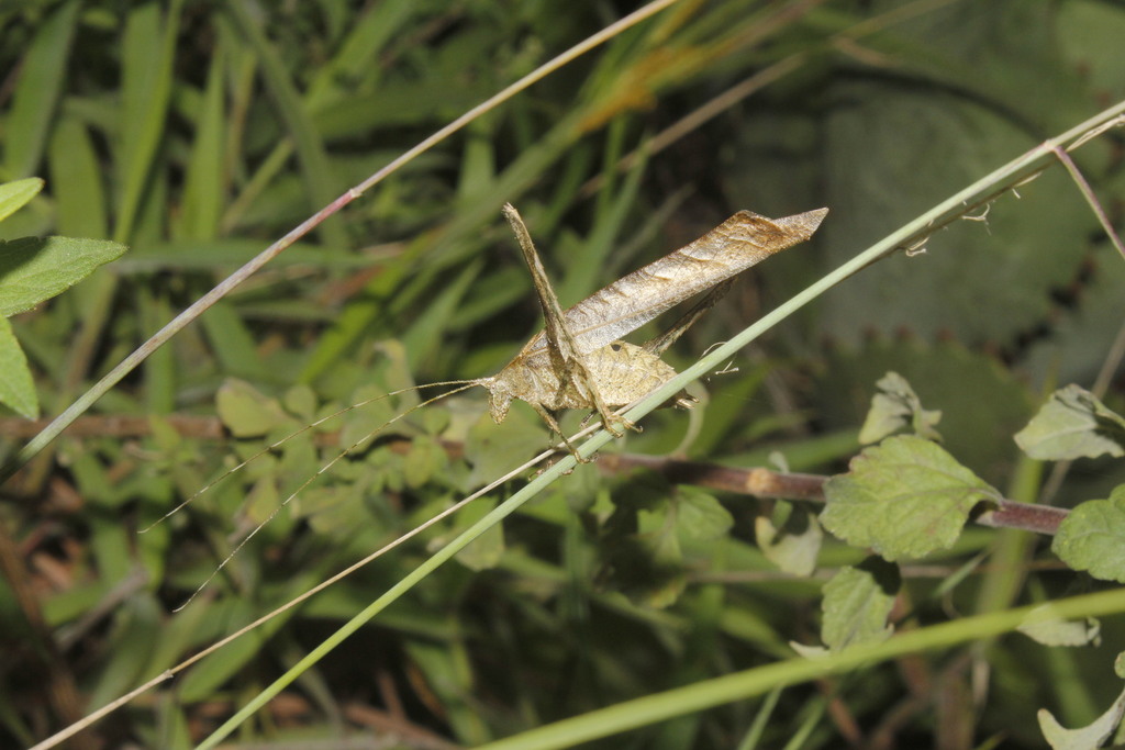 Insara gracillima