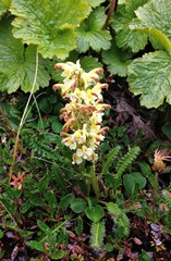 Pedicularis oederi