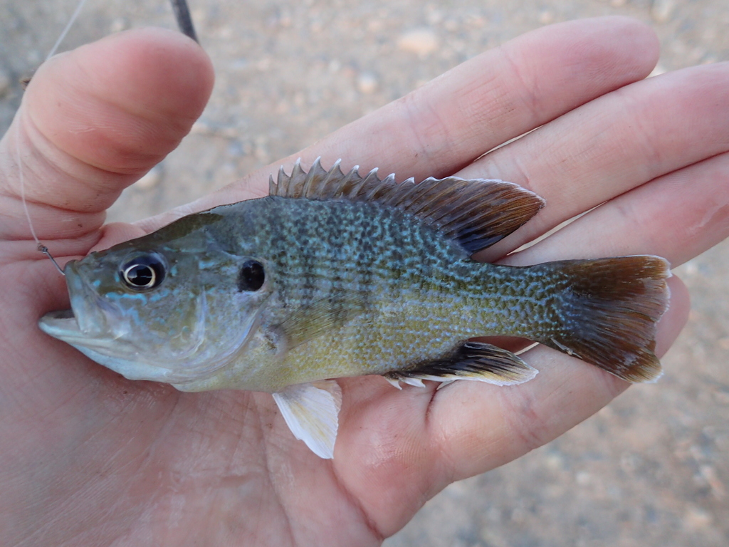 Panfish » Fish Onondaga County