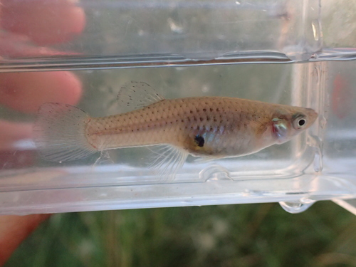 Western Mosquitofish