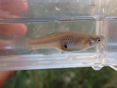 Mosquitofish photo 5