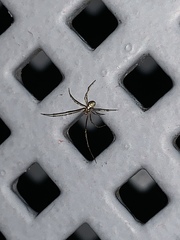 Araneoidea