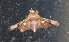Dysodia oculatana