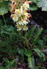 Pedicularis oederi