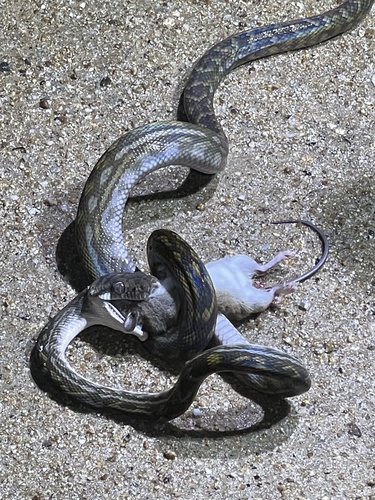 Australian Scrub Python sighting