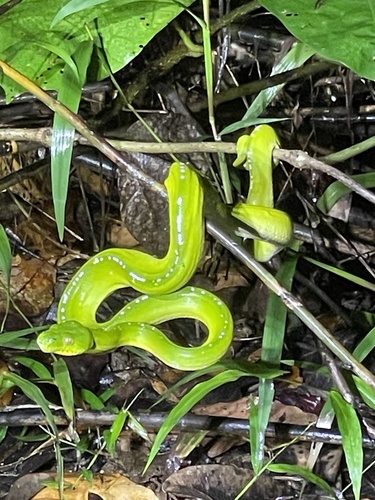 Southern Green Python sighting