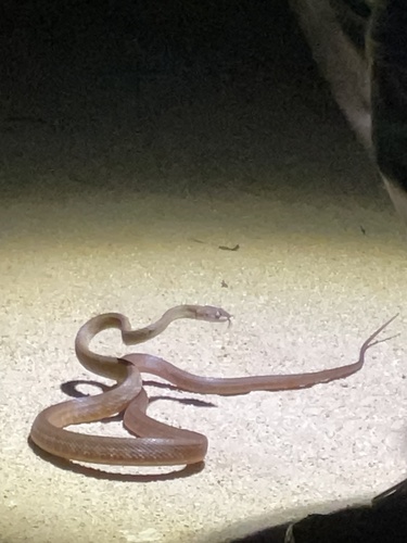 Brown Tree Snake sighting