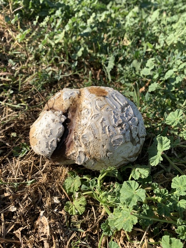 Western Giant Puffball