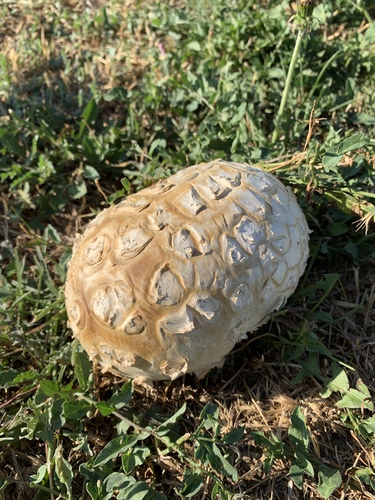 Western Giant Puffball