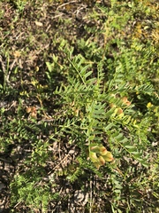 Astragalus neglectus