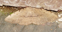 Spiloloma lunilinea