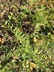 Astragalus neglectus
