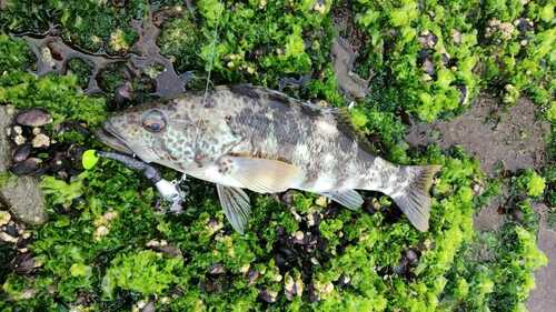 Peruvian rock seabass (Paralabrax humeralis) — Serranidae — 2