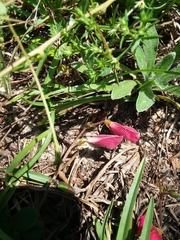 Tephrosia chrysophylla