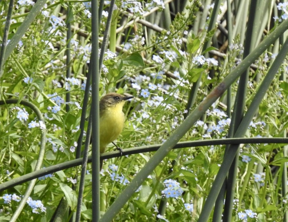 Ticking Doradito (Pseudocolopteryx citreola), photo 4