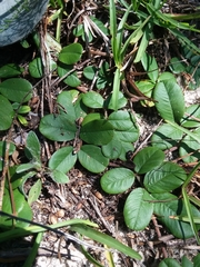 Tephrosia chrysophylla