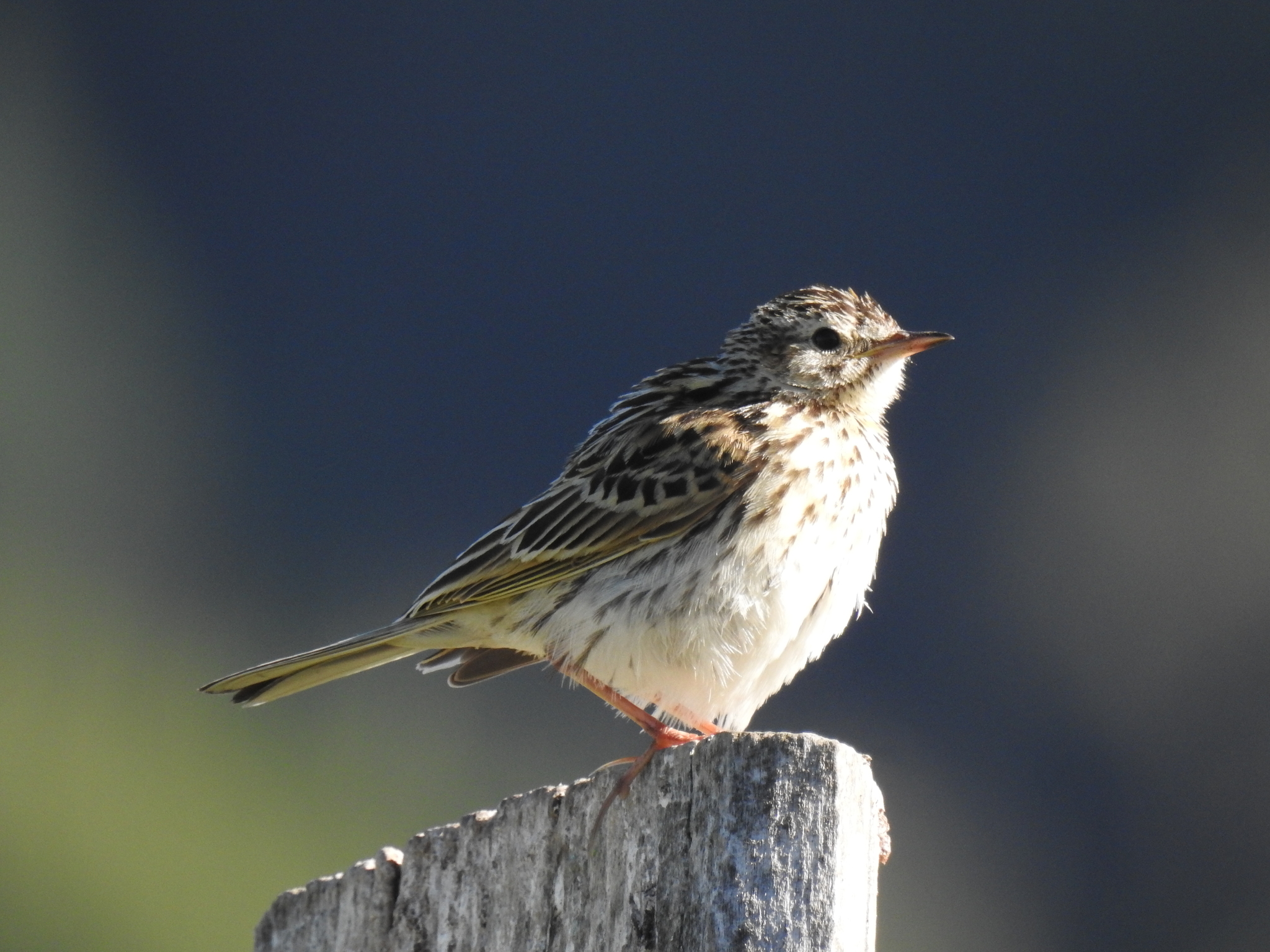 Correndera Pipit (Anthus correndera), photo 4