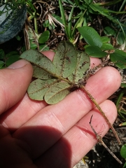 Tephrosia chrysophylla