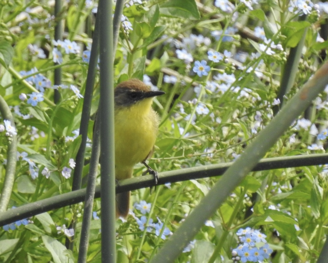 Ticking Doradito (Pseudocolopteryx citreola), photo 9