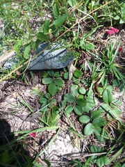 Tephrosia chrysophylla