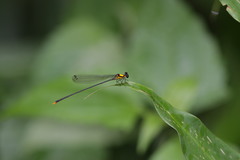 Coeliccia chromothorax