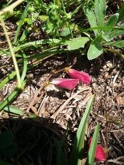 Tephrosia chrysophylla